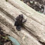 ヒキガエル