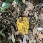 ウスキキヌガサタケ