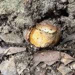 キヌガサタケ　タマゴ