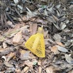 ウスキキヌガサタケ