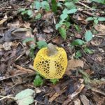 ウスキキヌガサタケ