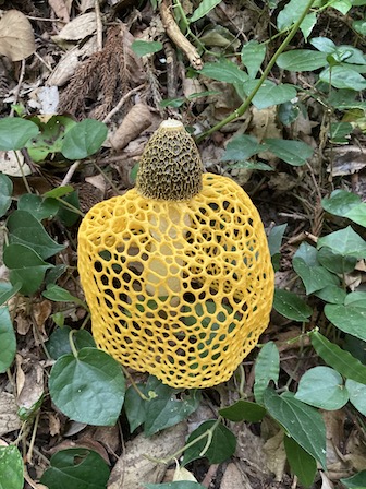 ウスキキヌガサタケ