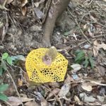 ウスキキヌガサタケ