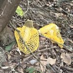 ウスキキヌガサタケ