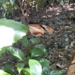 アサギマダラ