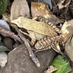 アカガエル