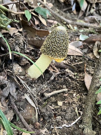ウスキキヌガサタケ