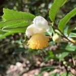 お茶の花
