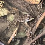 ウシガエル