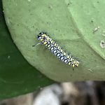 アサギマダラ　幼虫
