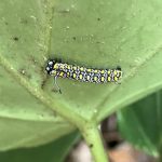 アサギマダラの幼虫