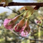 河津桜