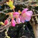 河津桜