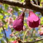 寒緋桜
