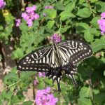アゲハチョウ