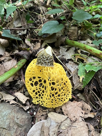 ウスキキヌガサタケ