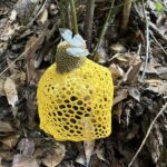 ウスキキヌガサタケ