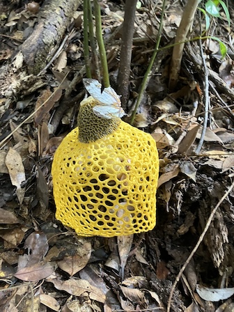 ウスキキヌガサタケ