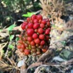 ムサシアブミ
