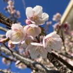 河津桜