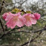 河津桜