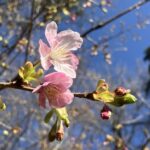 河津桜