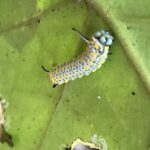 アサギマダラの幼虫