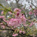 河津桜