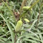 バイモの蕾