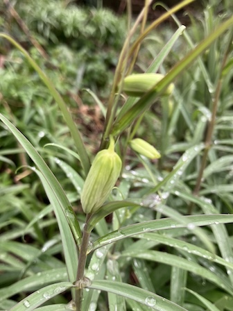 バイモの蕾