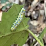 アサギマダラの幼虫