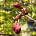 寒緋桜の蕾