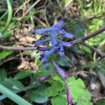 ムラサキケイマン
