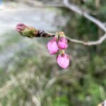 桜の蕾