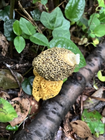 ウスキキヌガサタケの残骸