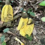 ウスキキヌガサタケ
