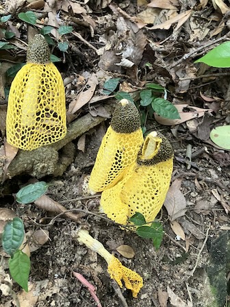 ウスキキヌガサタケ