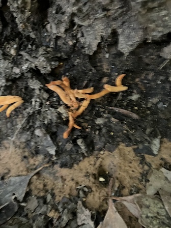 ナギナタタケ？