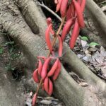 ツチアケビ