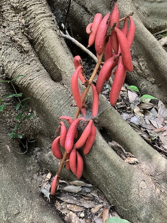 ツチアケビ