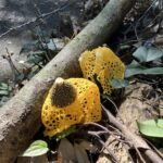 ウスキキヌガサタケ