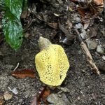 ウスキキヌガサタケ