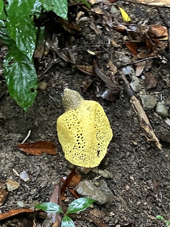 ウスキキヌガサタケ