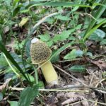 ウスキキヌガサタケ