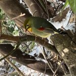 ソウシチョウ