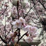 河津桜