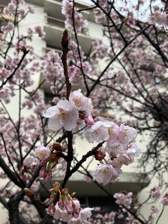 河津桜