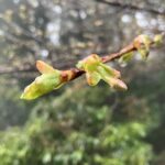 河津桜