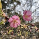 河津桜
