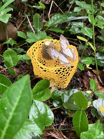 ウスキキヌガサタケ